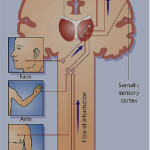 Scheme 4