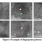 Figure 5 Example of fingerprint patterns