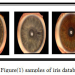 Figure(1) samples of iris database
