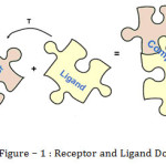 Figure – 1 : Receptor and Ligand Docking