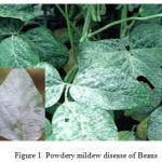 Figure 1. Powdery mildew disease of Beans