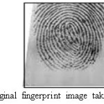 Figure 4: Original fingerprint image taken from DB2
