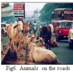 Fig6. Animals on the roads