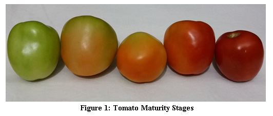 Tomato Grading Chart