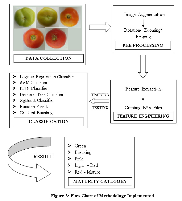 Tomato Grading Chart