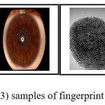 Figure (3) samples of fingerprint and iris