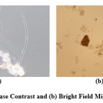Figure 1: (a) Phase Contrast and (b) Bright Field Microscopic Images
