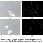 Figure 3 (a), (c): Original images obtained from phase contrast  microscopy; (b), (d): Their gold approximations (filaments only)